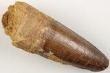 2.55" Spinosaurus Tooth - Real Dinosaur Tooth - #202763-1